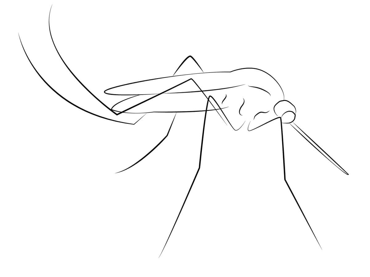 Desenhos de Mosquito Fácil para colorir