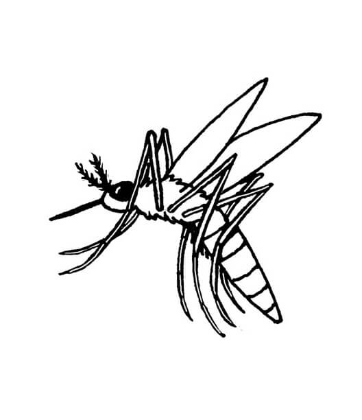 Mosquito Grátis para colorir