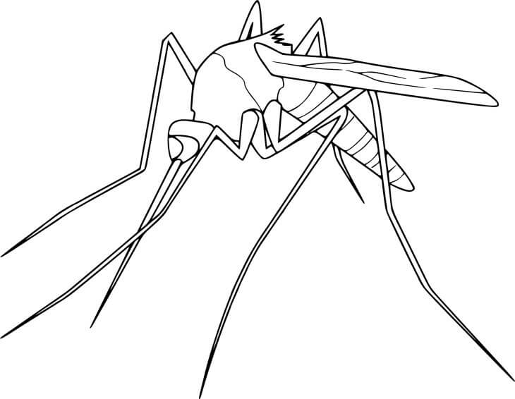 Desenhos de Mosquito Incrível para colorir