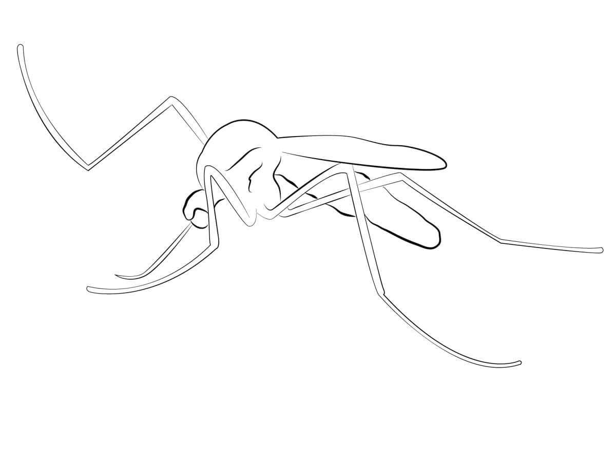 Desenhos de Mosquito Muito Fácil para colorir