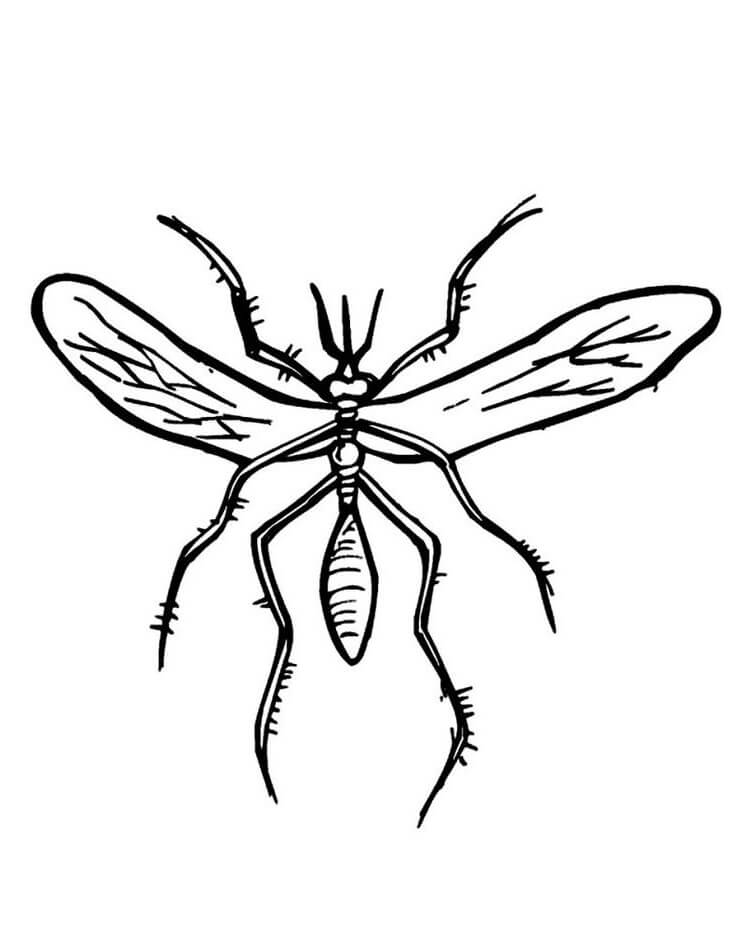Mosquito Normal para colorir