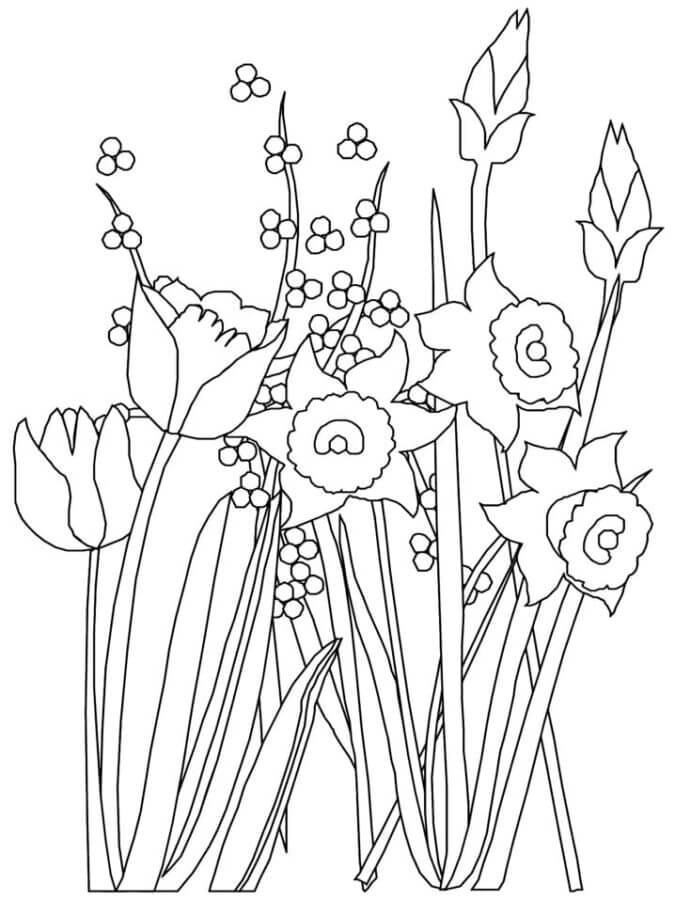 Desenhos de Narcisos e Tulipas Florescem Na Primavera para colorir