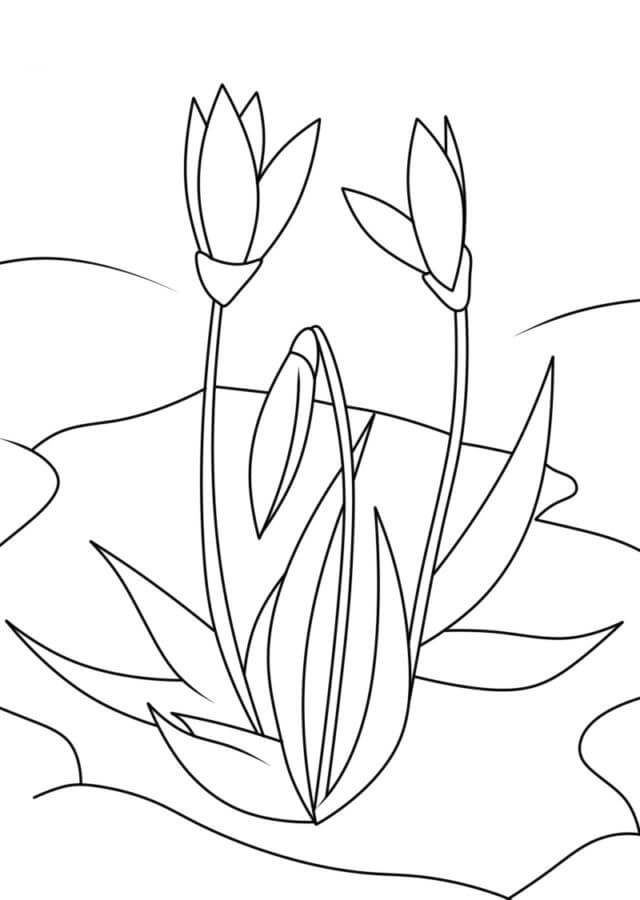 Desenhos de Três Flores Básicas De Primavera para colorir