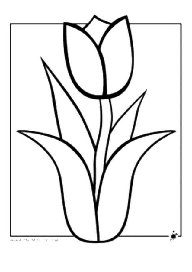 Desenhos de Tulipa Florescendo para colorir