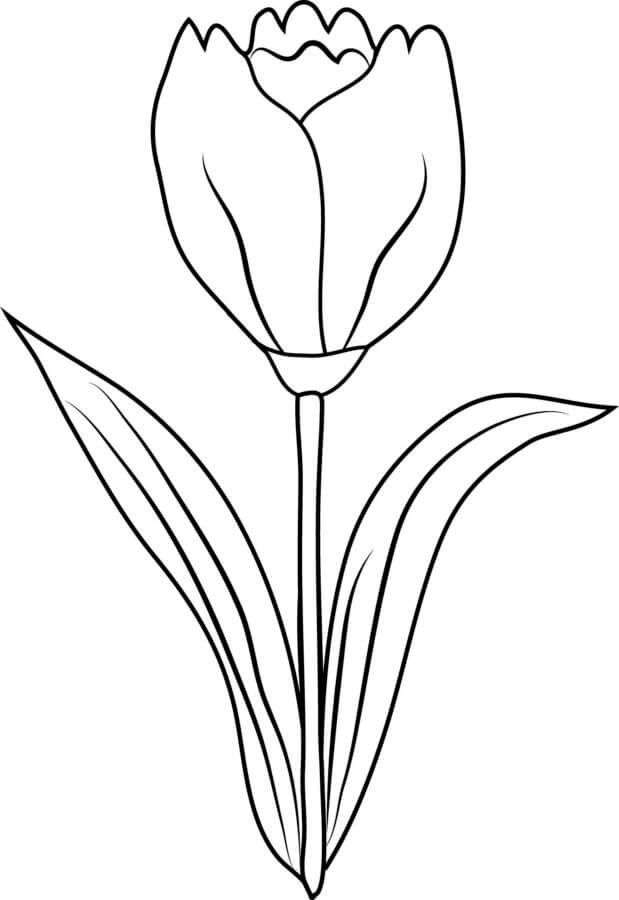 Tulipa Refinada para colorir