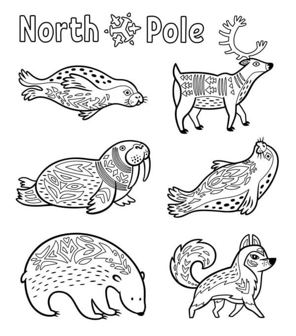 Desenhos de Animais Raros Do Pólo Norte para colorir