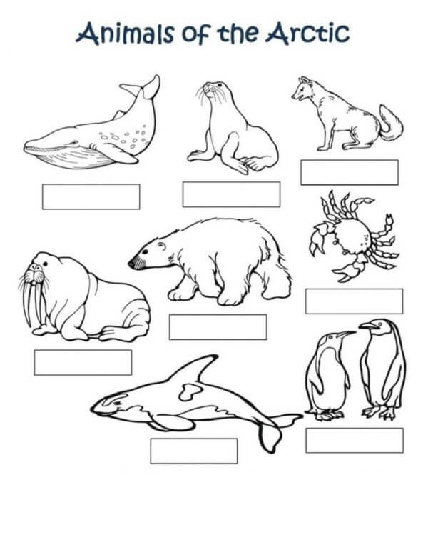 Desenhos de Escreva Os Nomes Dos Animais Do Ártico para colorir