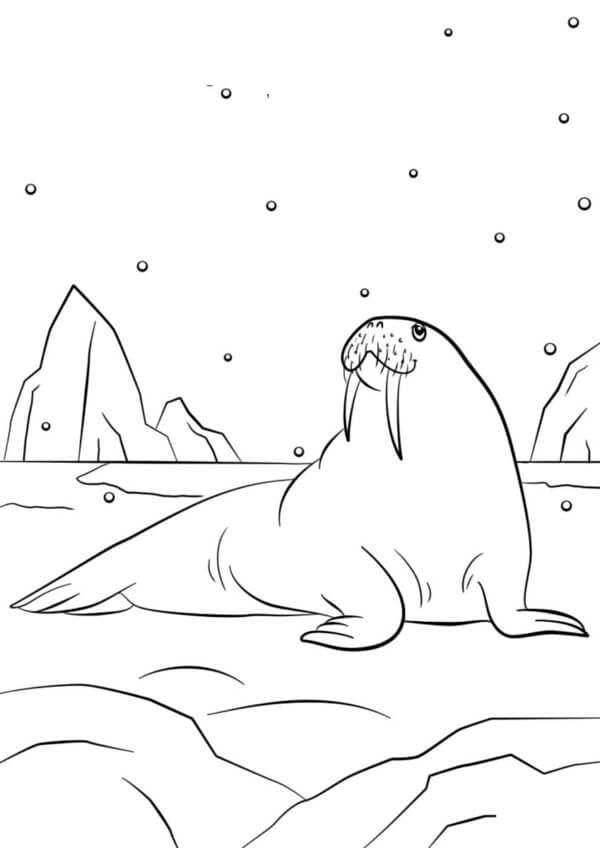 Desenhos de Morsa Preguiçosa Descansando Na Neve para colorir