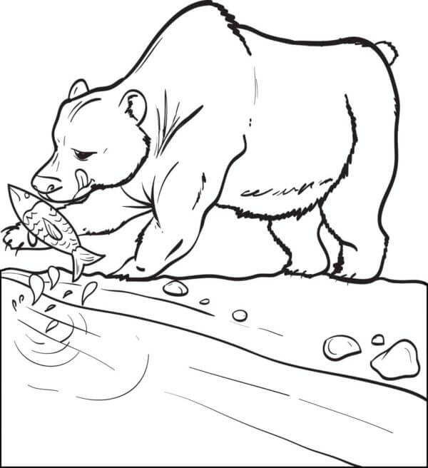 Pesca De Urso para colorir