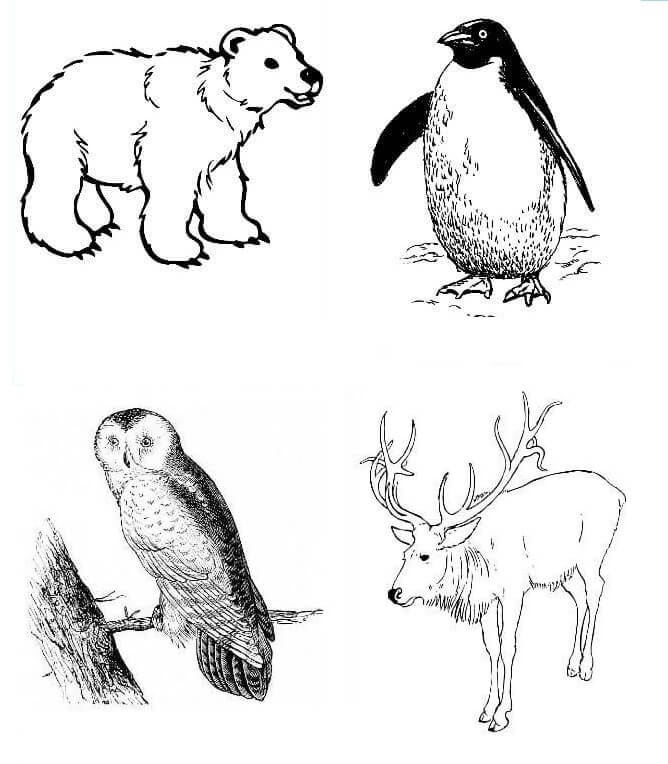 Desenhos de Quatro Animais Que Vivem No Ártico para colorir