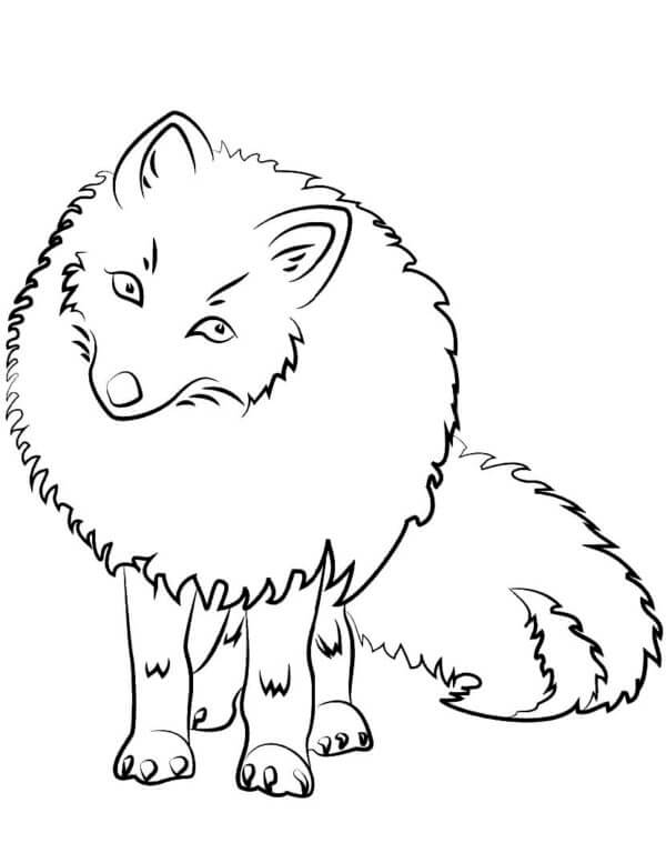 Desenhos de Raposa Peluda Do Norte para colorir