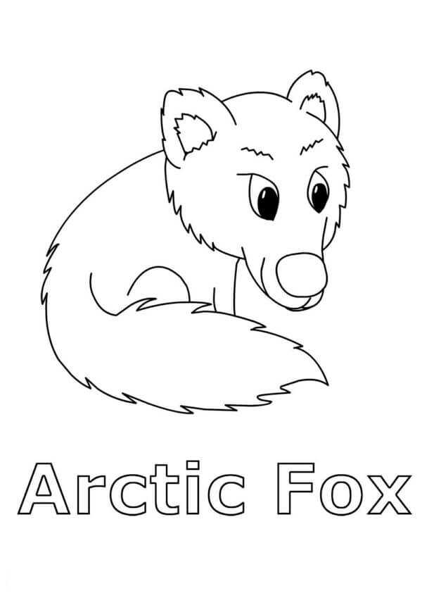 Raposa Vivendo No Ártico para colorir