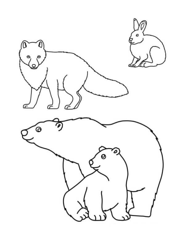 Desenhos de Três Animais Vivendo no Ártico para colorir
