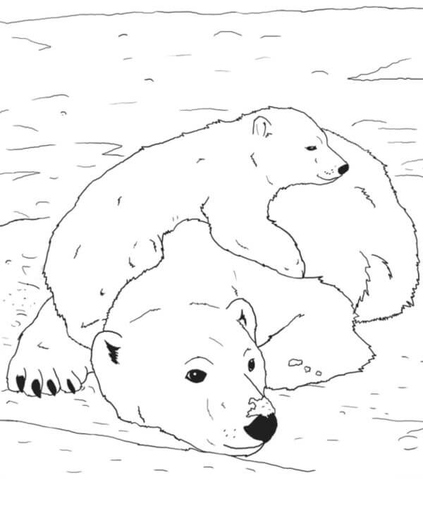 Desenhos de Ursa Protege Seu Filhote para colorir
