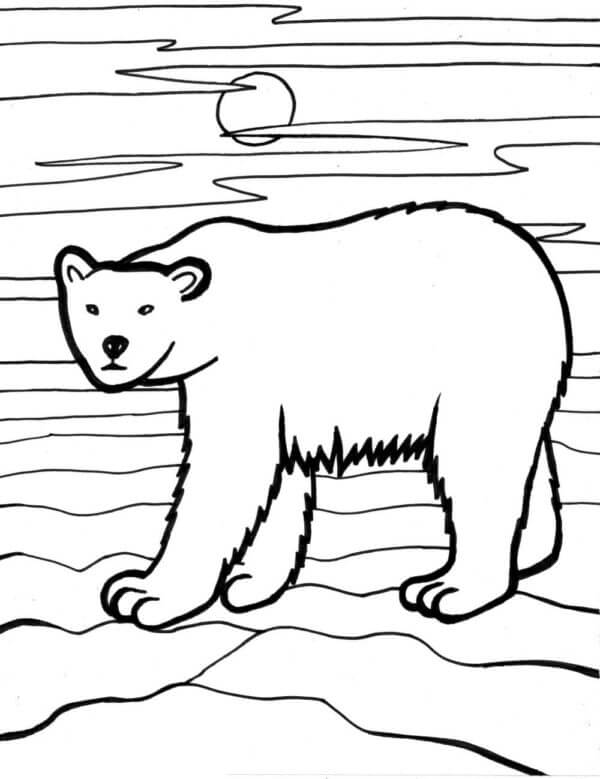 Desenhos de Urso Branco Ao Pôr Do Sol para colorir