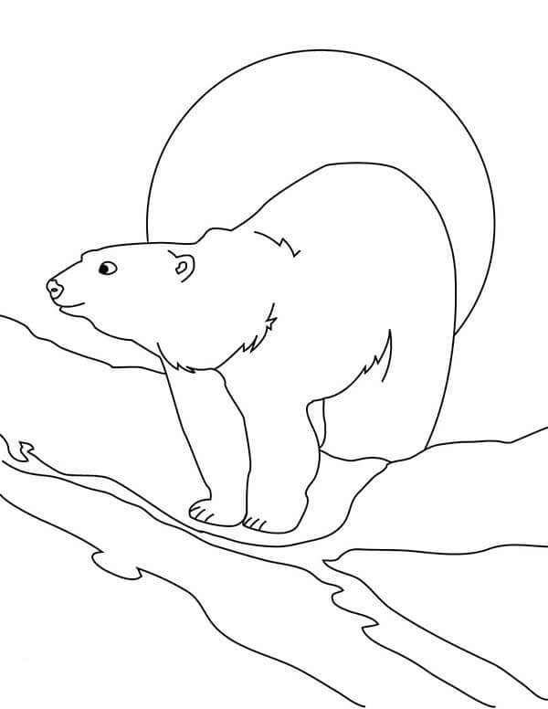 Desenhos de Urso Vivo Habitante Do Norte para colorir