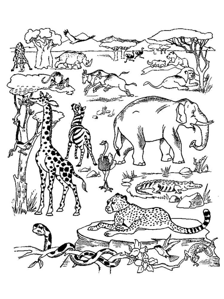 Desenhos de Podstawowe Zwierzęta Afrykańskie para colorir