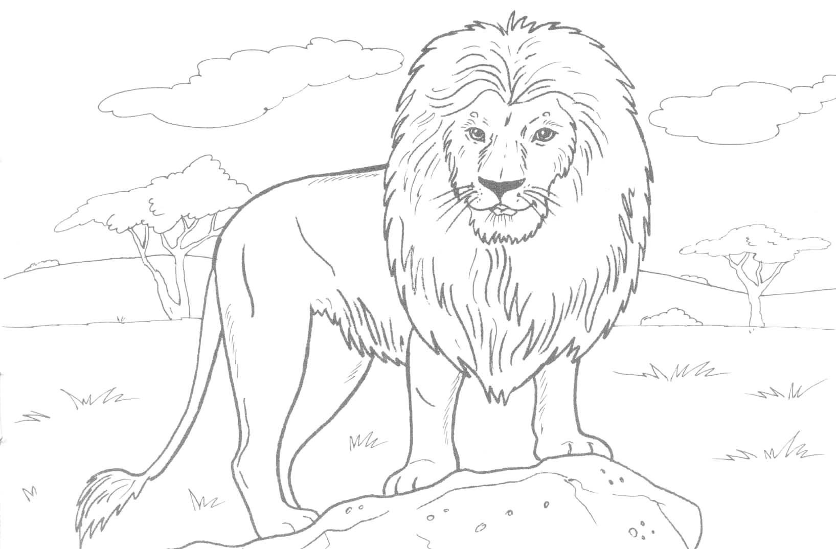 Belo Leão Africano para colorir
