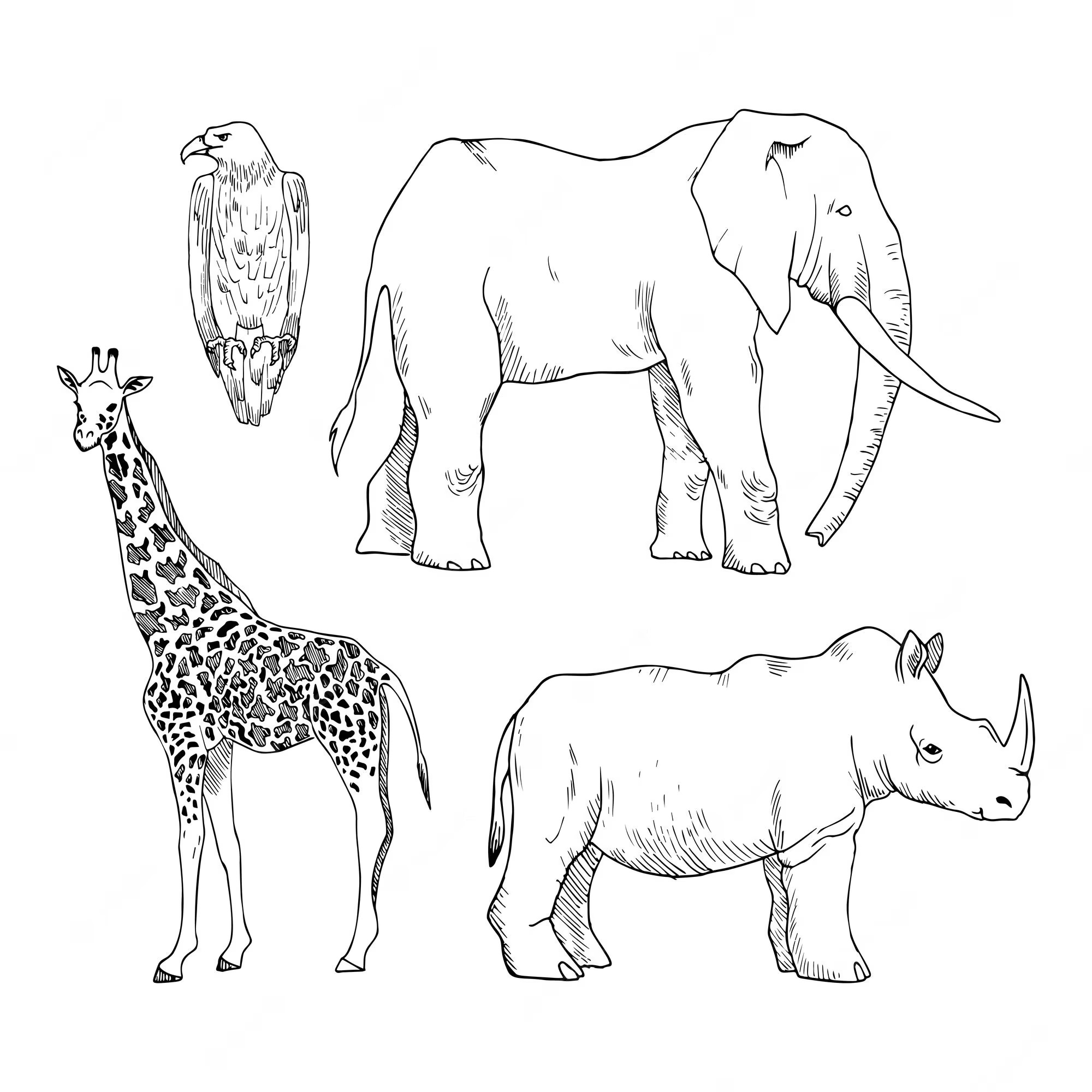 Desenhos de Belos Animais Africanos para colorir