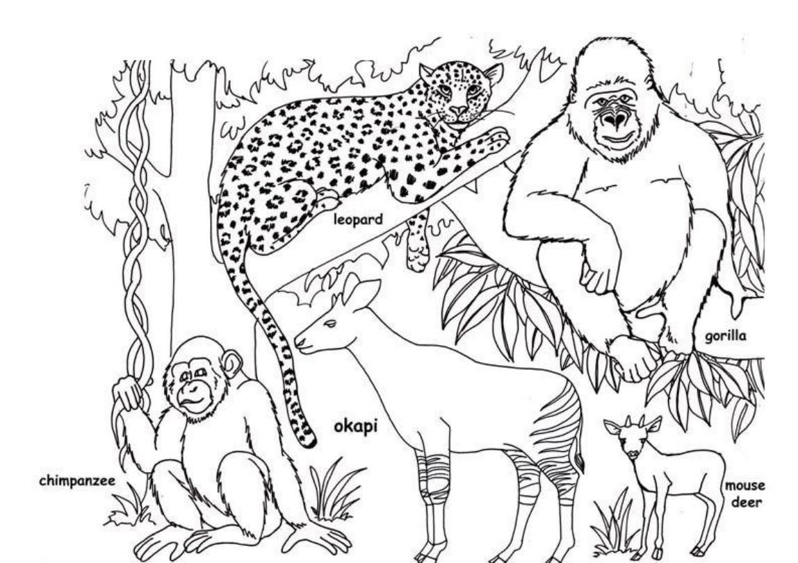 Desenhos de Cinco Animais Africanos para colorir