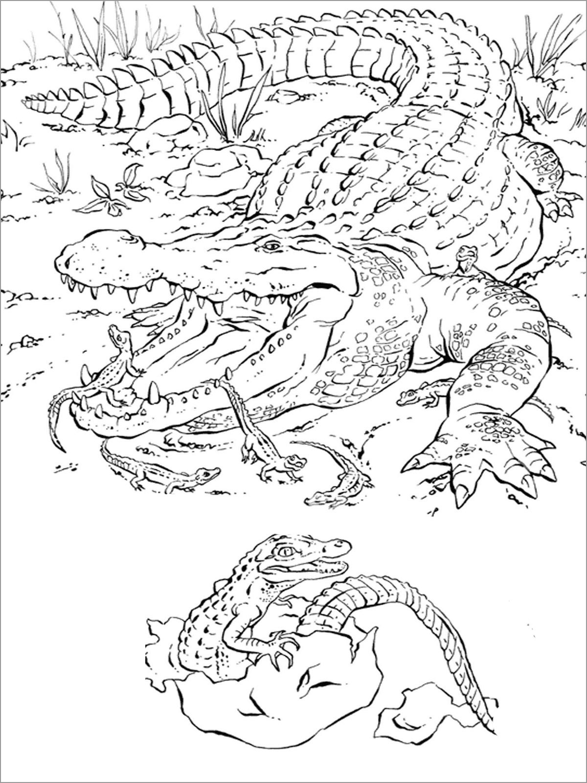 Desenhos de Crocodilo Africano Fofo para colorir