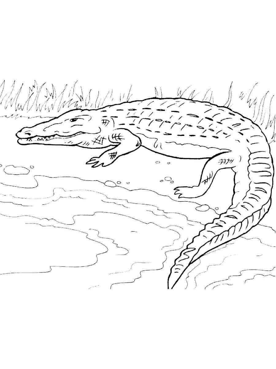 Desenhos de Crocodilo Africano para colorir