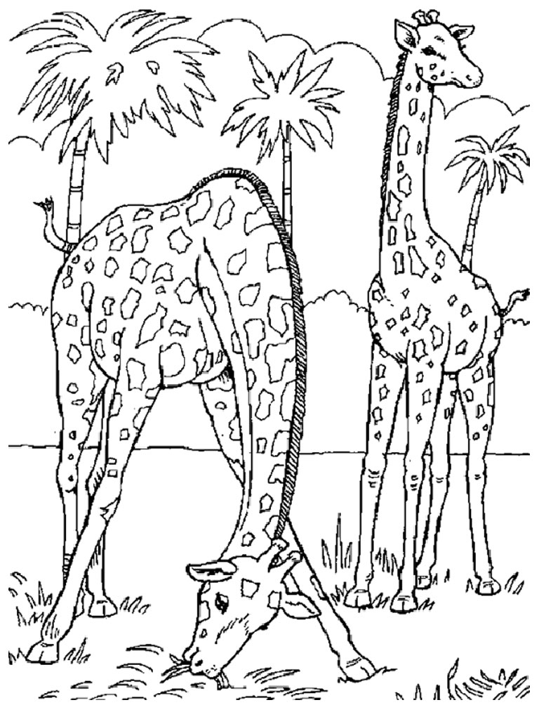 Desenhos de Duas Girafas Africanas para colorir