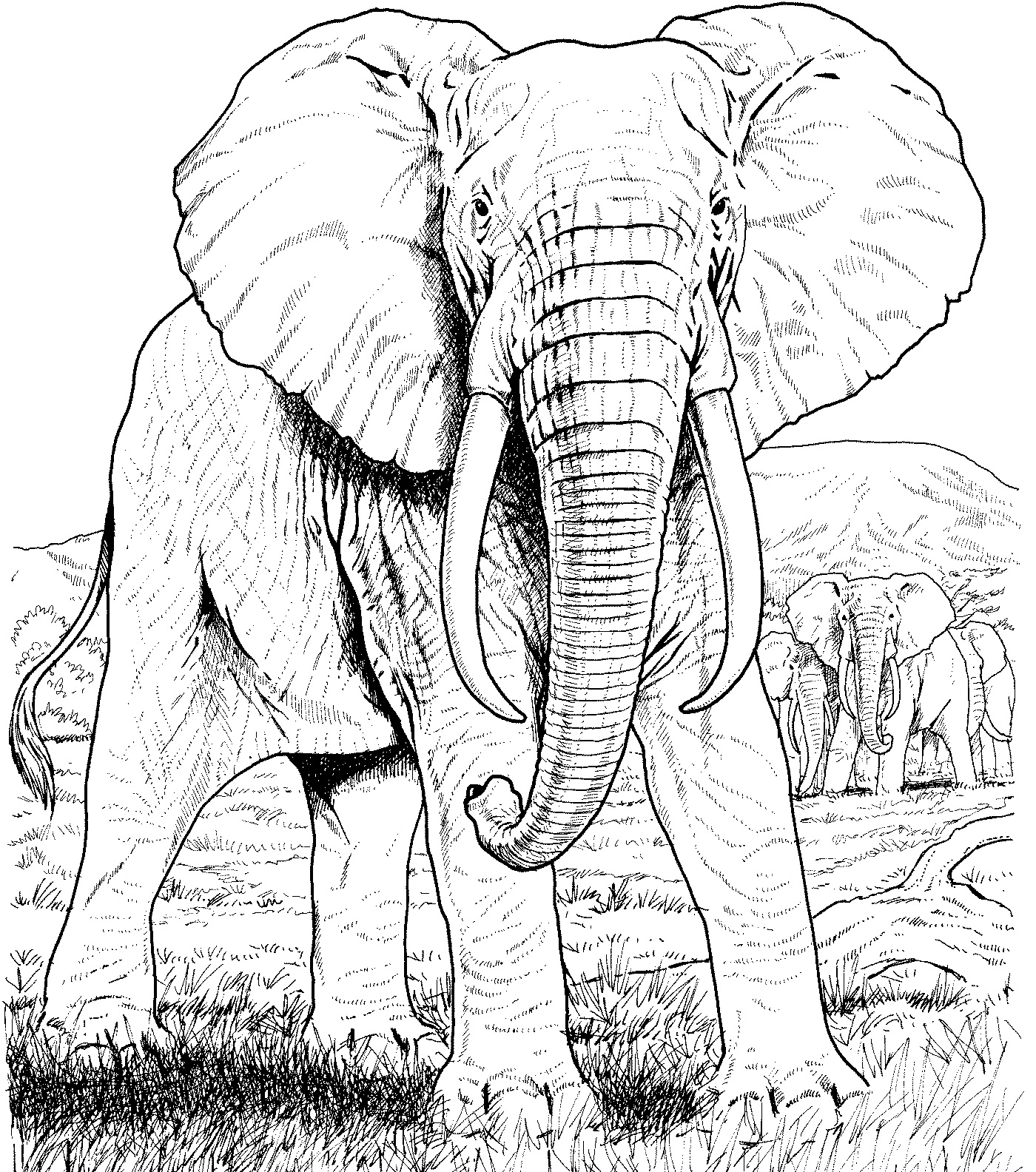 Desenhos de Elefante Africano para colorir