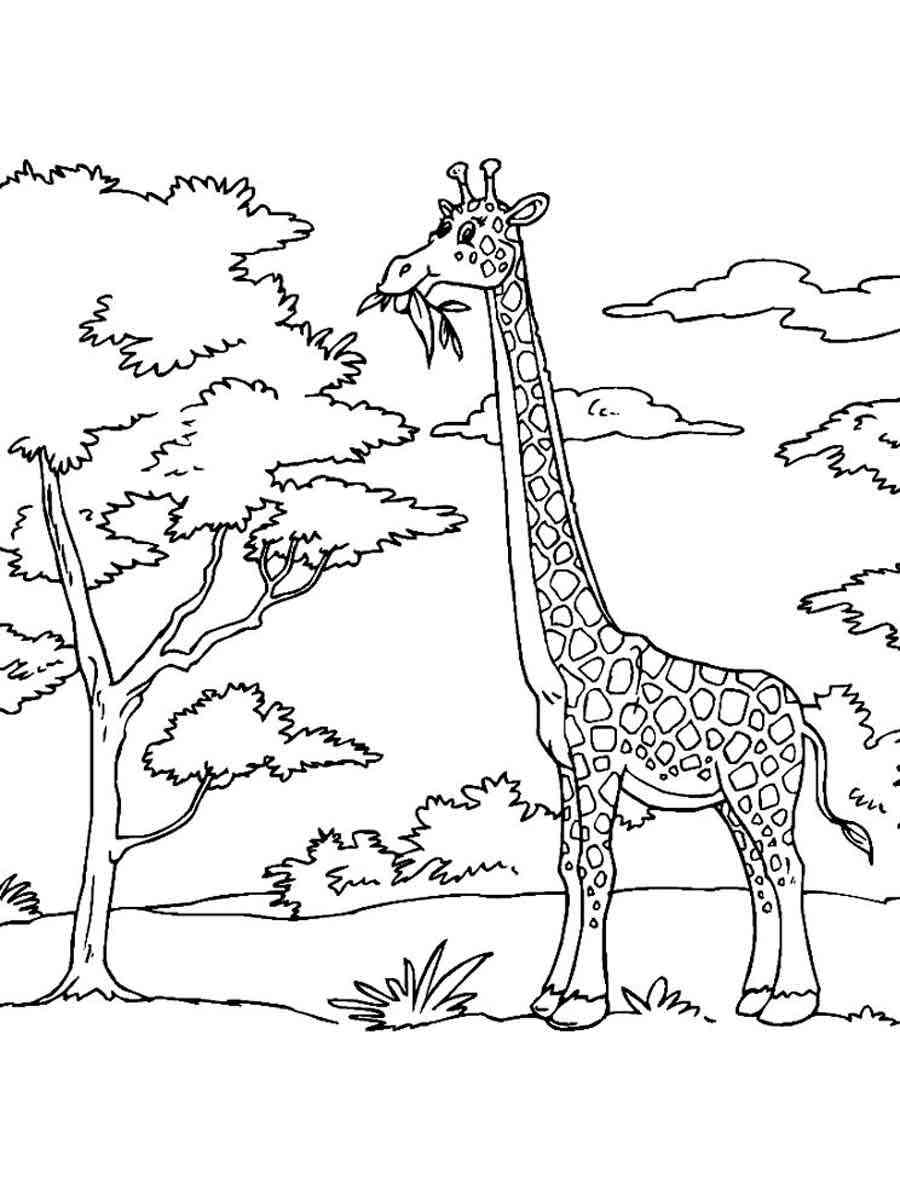 Desenhos de Girafa Africana Comendo Grama para colorir