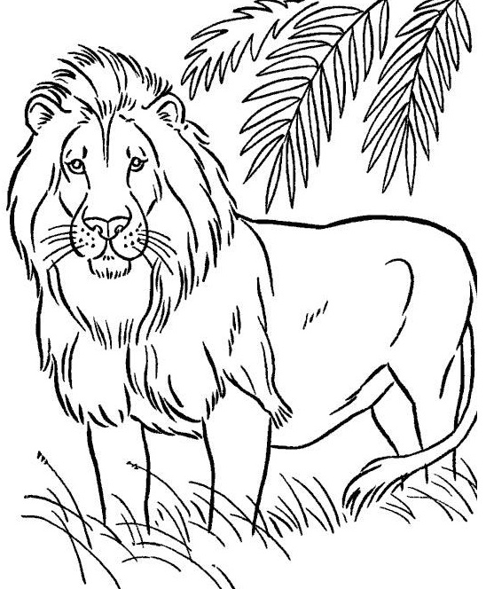 O Leão Africano Perfeito para colorir