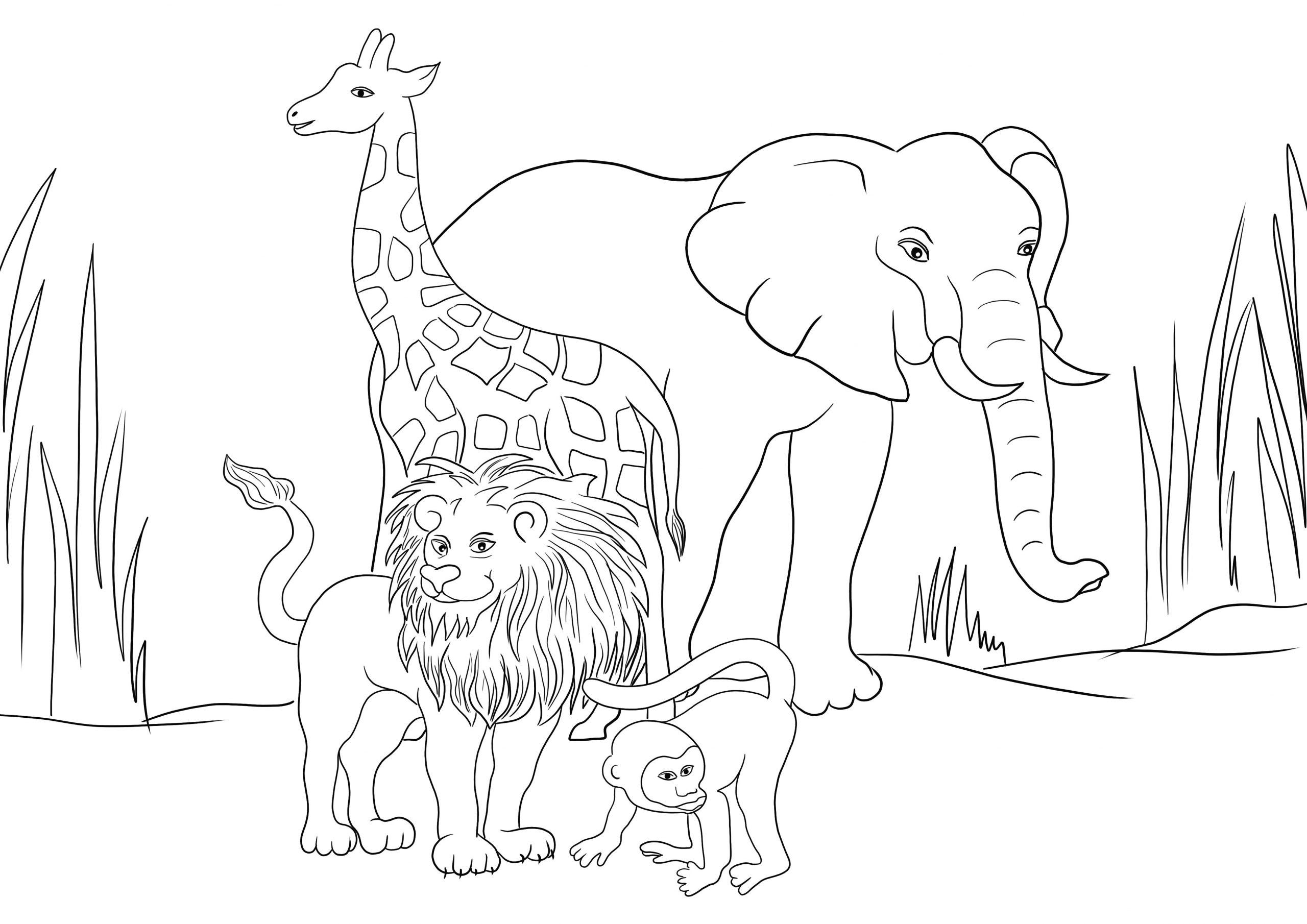 Desenhos de Quatro Animais Africanos para colorir