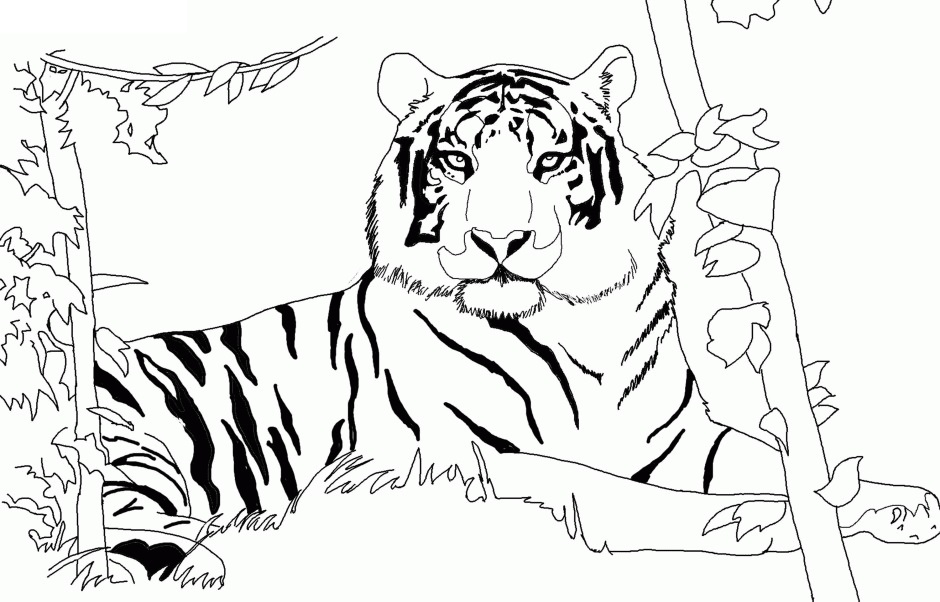 Desenhos de Tigre Africano Deitado para colorir