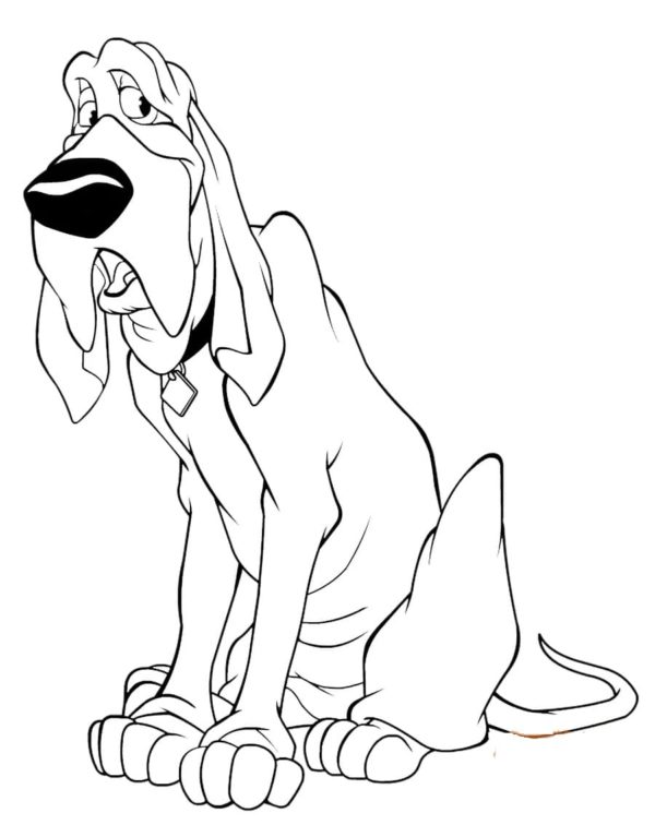 Bloodhound Chamado Confiável para colorir