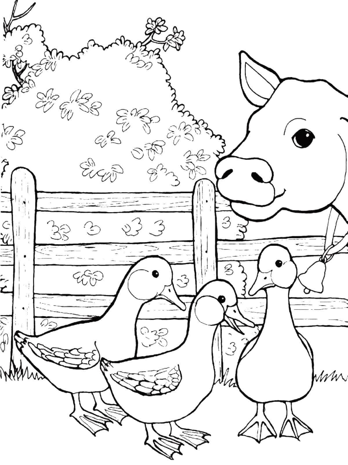Desenhos de Vaca e patos na fazenda para colorir