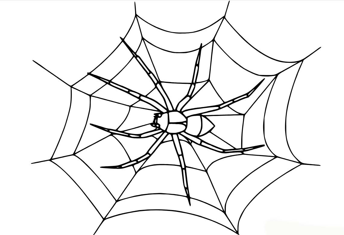 Desenhos de Aranha realista na teia para colorir