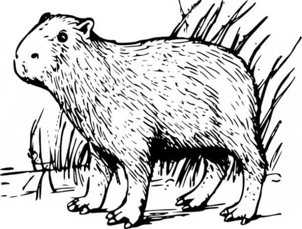 Desenhos de Capivara para imprimir grátis para colorir