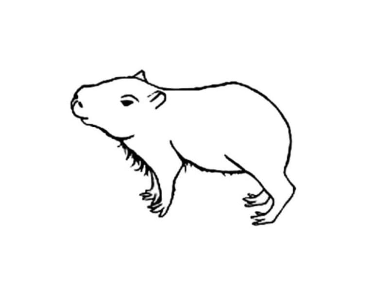 Desenhos de Capivara pequena para colorir