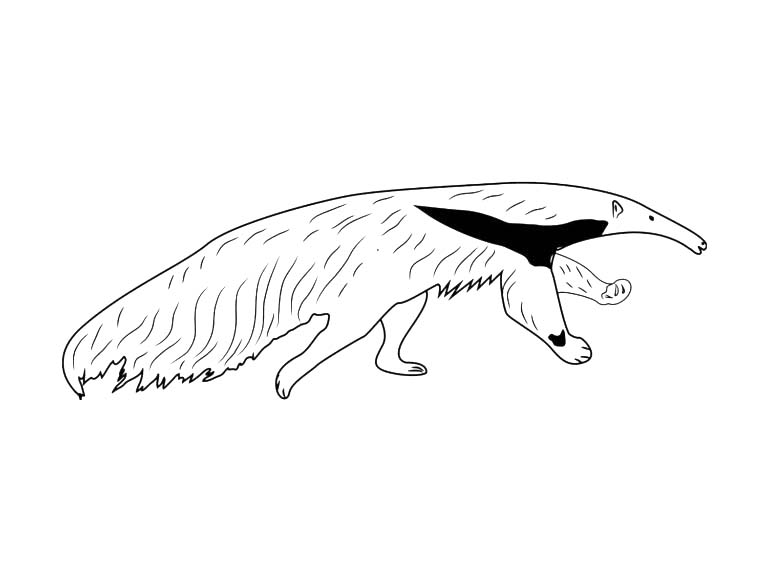 Desenhos de Desenhe Tamandua 4 para colorir