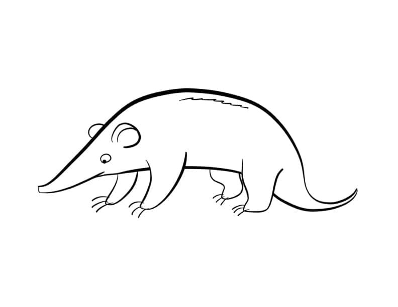 Desenhos de Desenhe Tamandua 6 para colorir