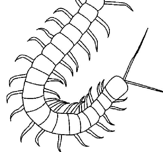 Desenhos de Desenhe uma centopeia para colorir