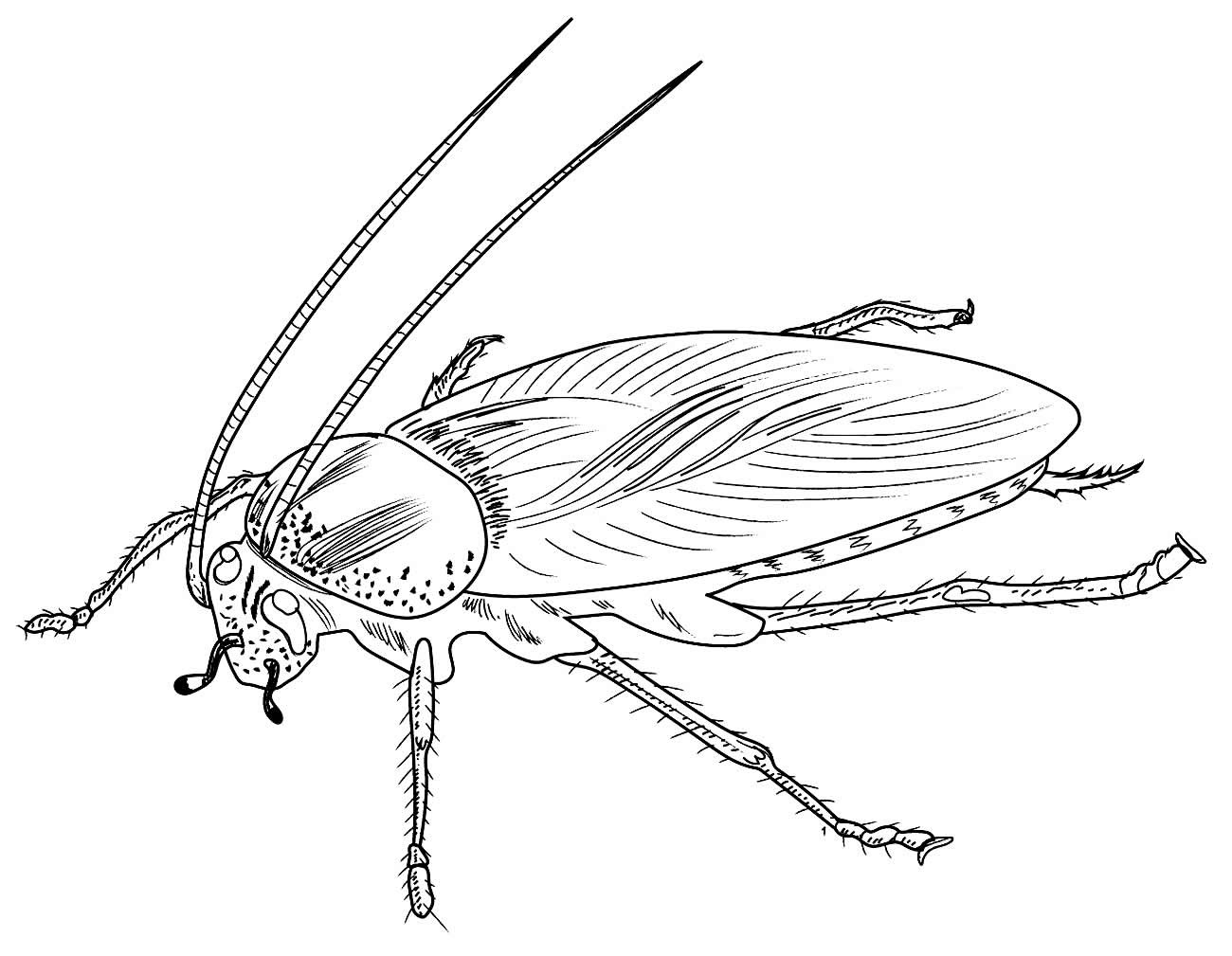 Desenhos de Baratas 2 para colorir