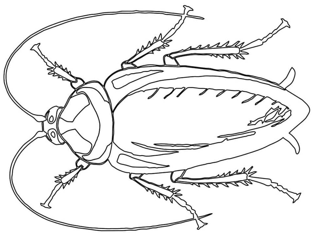 Desenhos de Desenhar Baratas básico fácil para colorir