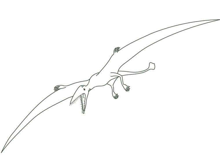 Desenhos de Desenhar Pterodáctilo fácil para colorir