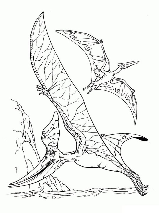 Desenhos de Desenhar Pterodáctilo para Imprimir para colorir