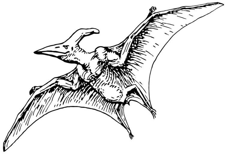 Desenhos de Desenhar Simples Pterodáctilo para colorir