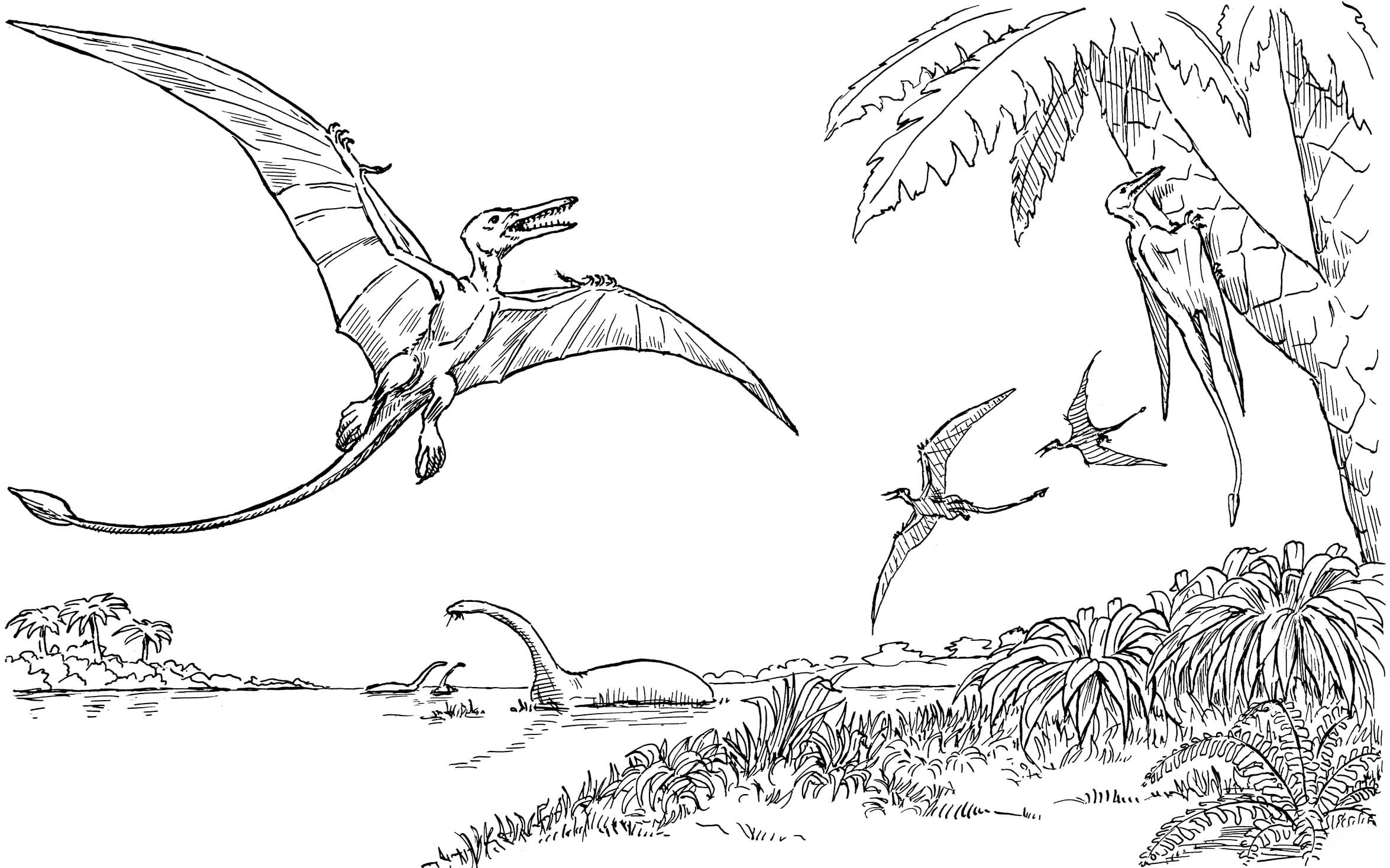 Desenhos de Desenhar imagem pterodáctilo para colorir