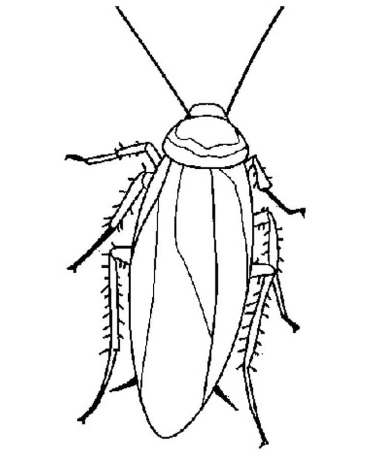 Desenhos de Desenhe Baratas simples para colorir