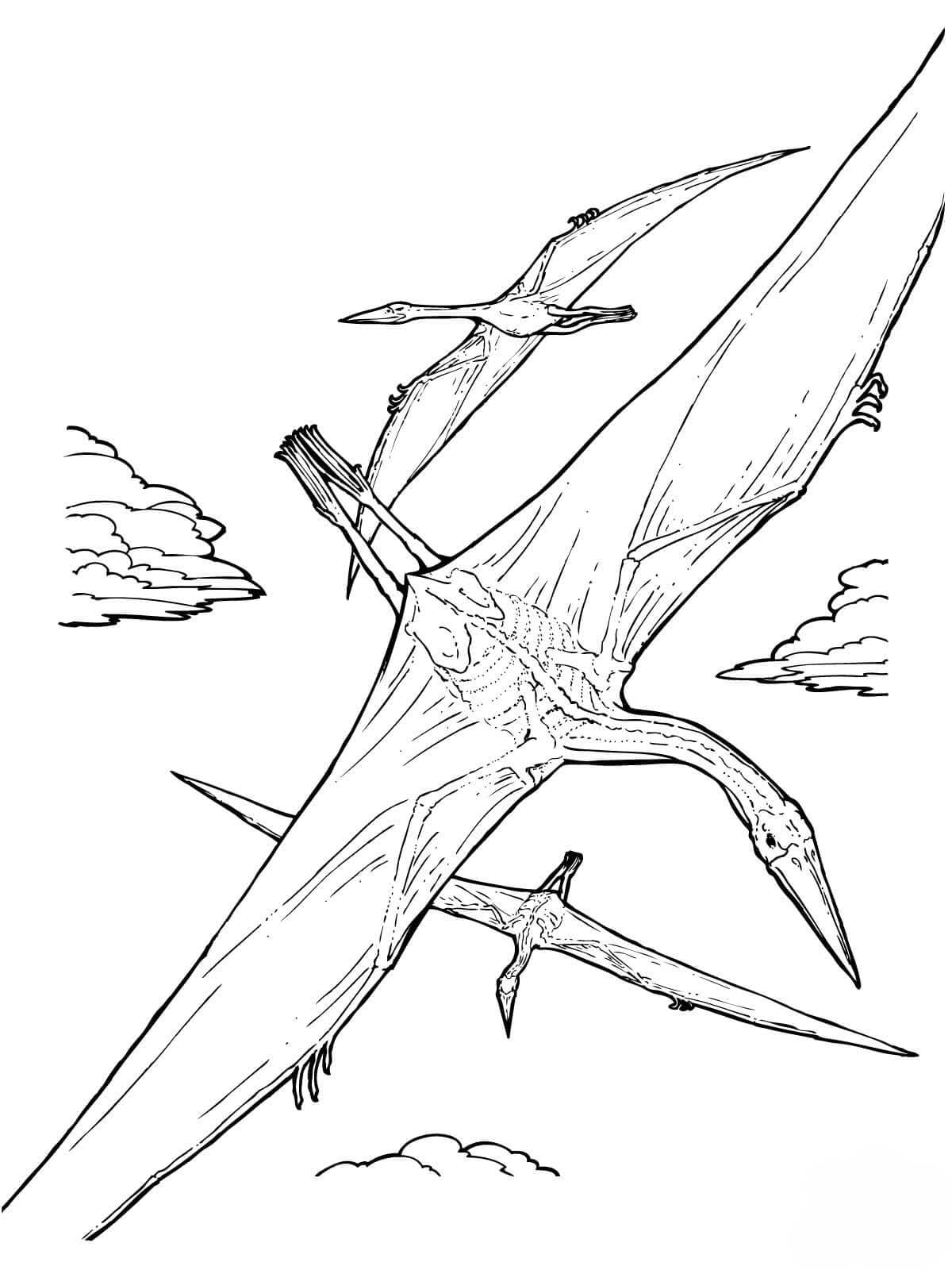 Desenhos de Desenhe Pterodáctilo grátis para colorir