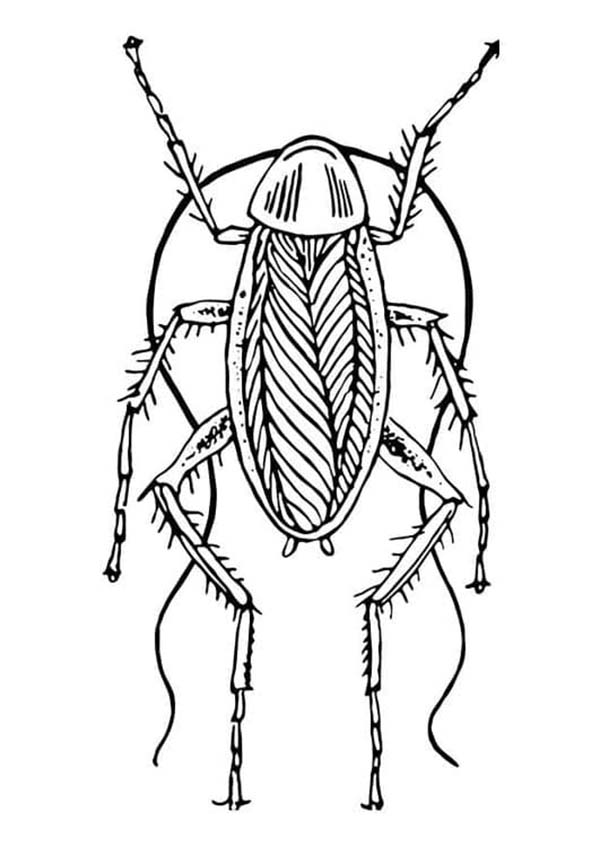 Desenhos de Desenhe baratas assustadoras para colorir