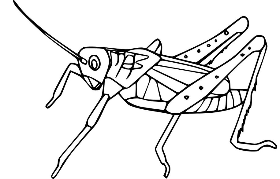 Desenhos de Desenhar gafanhotos em crianças para colorir